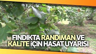 Fındıkta Randıman ve Kalite İçin Hasat Uyarısı