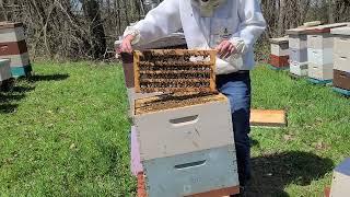 Checking Grafts | Queen Season Has Begun!