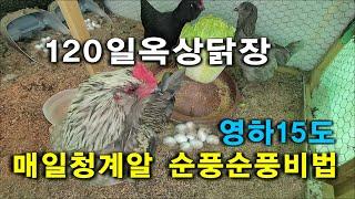 청계키우는방법, 겨울철 알 낳는방법, 옥상닭장, 청계알낳는시기,