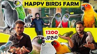 ரூ1200 முதல் Exotic Hand Feeding Birds for Sale | Lowest Price | Exotic Hand Tamed Birds