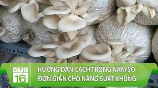 Hướng dẫn cách trồng nấm sò đơn giản cho năng suất khủng | VTC16