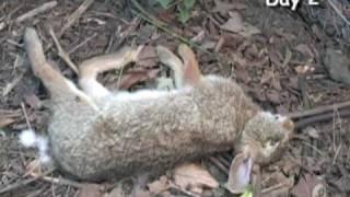 Rabbit decomposition time-lapse (higher resolution)