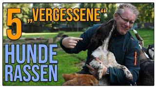 Das sind TOLLE Familienhunde ️  Hunderassen, die man fast vergessen hat!