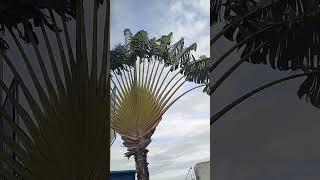 Ravenala madagascariensis# traveller's tree# traveller's palm # East-West palm#