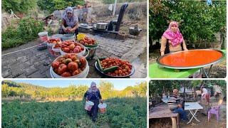 ATA TOHUMU DOMATESLERDEN KÖY SALÇASI YAPTIK | KURUMADI GERİ TOPLADIM | HAMİŞ ABLAYA GİTTİK İŞ BİTMEZ