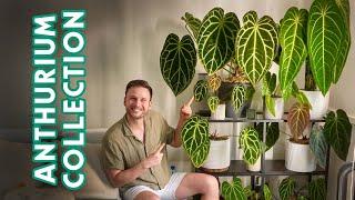 ANTHURIUMS - my full collection & care tips