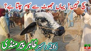 Zahir Pir Cow Mandi Fresh Latest Update | Cholistani Ablk Nukre Sahiwal Bachre | Cow Mandi 2024