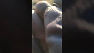 #коп2023 #коп #царскиемонеты #копсметаллоискателем #находка #монета #нокталегенд #серебро