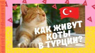 Как живут коты в Турции // ТУРЕЦКИЕ КОТИКИ и другие жители Антальи