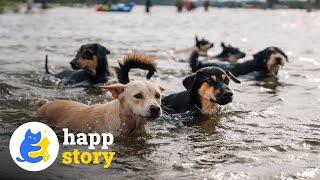 Hope For Millions Of Stray Animals -  Soi Dog Foundation️| HAPP