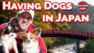 What's it like having dogs in Japan?