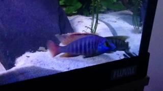 peacock cichlids (Aulonocara) spawning