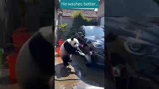 Go Panda go