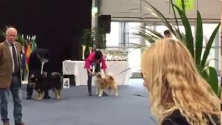 Steinunn´s Kennel - The gorgeous Steinunn's Brími   BOB    and  Ring of Honour Graz 2019