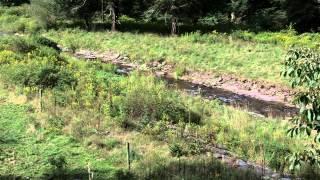 Watershed Minutes: What is a Riparian Buffer?