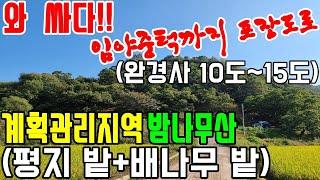 공주부동산/공주임야매매(no.2-1012번.""급매-와 싸다!!" 계획관리지역 밤나무산+밭+배나무밭)-임야 중턱까지 3m포장도로접+전기.평균 경사도:10도~15도.세종시30분.