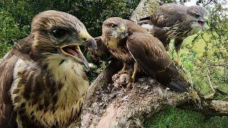 Secrets of Common Buzzard Breeding Season | Full Story | Discover Wildlife | Robert E Fuller