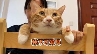 猫：我这么可爱，居然被嫌弃！【旧视频】