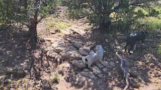 Ranch Tour With Our Dogs   | Arizona Homesteaders in Apache County Arizona