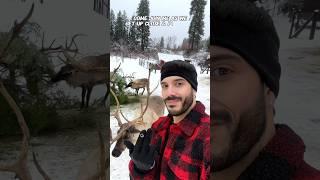 You can visit a REAL reindeer farm in Leavenworth, Washington! #leavenworthreindeerfarm #leavenworth