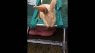 Giant continental rabbit on trampoline