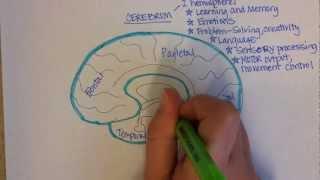 Brain Regions Overview