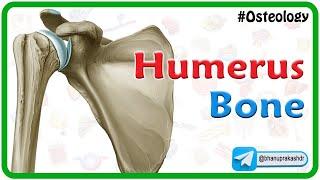 Humerus bone osteology Animation : Bony mandmarks, Development and Clinical anatomy 