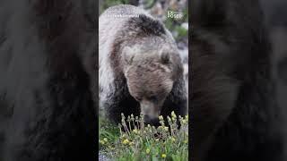 A win for wildlife (see our description for details)!  #wildlife #bearencounter