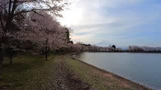 Higashiyamako Fishing Area , Gotemba, Shizuoka 東山湖フィッシングエリア 靜岡縣 御殿場  [AI editing]