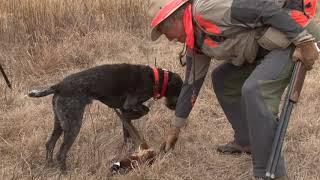 Plenty of pheasants, Ep. 105