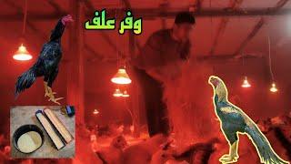 من احسن وارخص خلطه علف للفراخ عمر ثلاث شهور وطريقه التربيه الصحيحه#فراخ