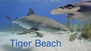 The Ultimate Tiger Beach Video - Plus Shark ID