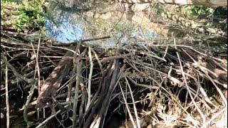 “BEAVERS PIPE EXPLOSION” Unclogging Massive Beaver Dam From Culvert Intake