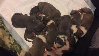 Going live with the pups part two Ultra Class Kennels