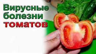 Вирус  томатов.Как защитить.