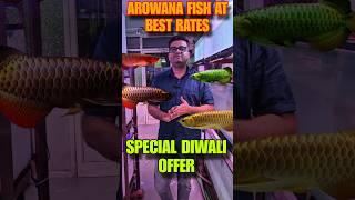 Arowana Fish At Cheapest Rates