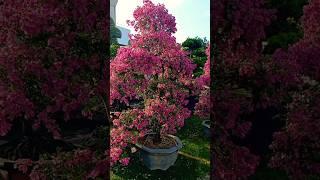 Spectacular Bougainvillea Bonsai in Full Bloom