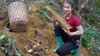 Harvesting wild tubers and yams to sell at the market l Trieu Lily