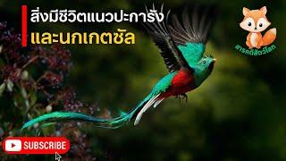 สารคดีสัตว์โลก ตอน สิ่งมีชีวิตแนวปะการัง และนกเกตซัล | สารคดีสัตว์ สารคดี ใหม่ล่าสุด