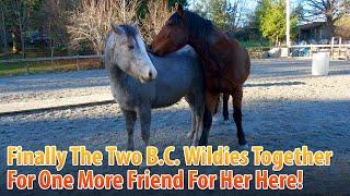 Finally The Two B.C. Wildies Together For One More Friend!