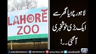 Lahore Zoo welcomes 3 giraffes from South Africa