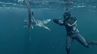 Blue sharks in Cornwall