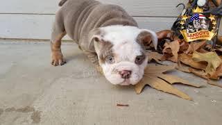 CUTE ENGLISH BULLDOG PUPPY / Lilac Tri Girl beautiful pup 8 weeks and 2 days old