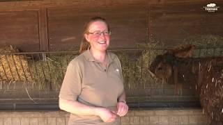 Infos zu den Poitou-Eseln im Tierpark Berlin - Poitou donkeys at Tierpark Berlin