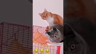 Funny cats- Cute and baby cat video compilation 2 #Reino Animal #Aww Animals # funny plox