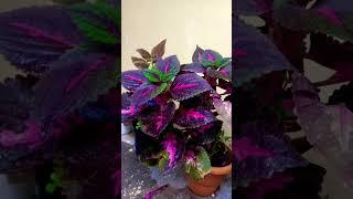My Garden Glimpse