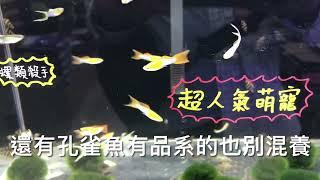 養魚先養水之如何避免剛出生的小魚被吃掉part3