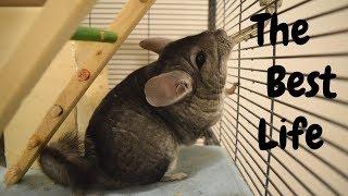 How To Give Your Chinchilla The Best Life