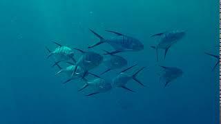 Trachinotus goodei (Great pompano)