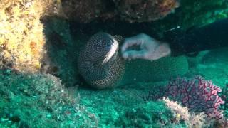 Scuba Diver handling Moray Eel, it enjoys it .....................